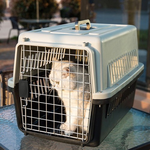 Grey large pet - pet, cat
